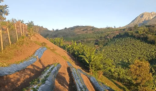 image for article Mindanao Farmer Successfully Grows Foreign Fruit Trees in Backyard