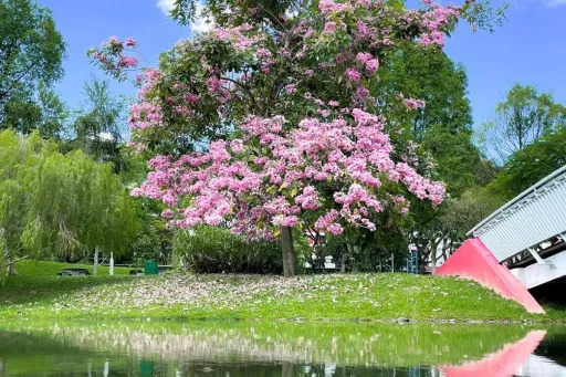 image for article How Singapore Prevails as a “City in Nature” With Flowers All Over the Island