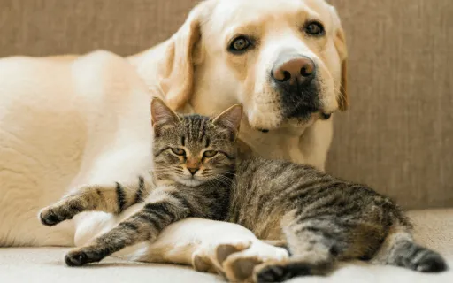 image for article Study Reveals Pinoys Prefer Dogs Over Cats