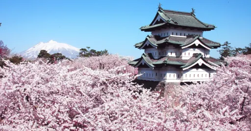 image for article These Sakura Itineraries Will Take You to Japan’s Best Viewing Spots Throughout April!