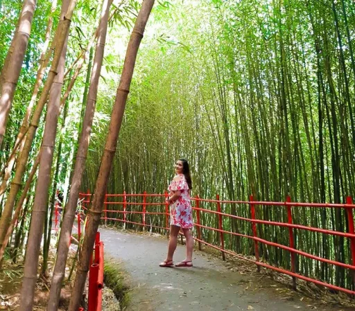 image for article Vandals Prompt Temporary Closure of Baguio’s Bamboo Eco Park