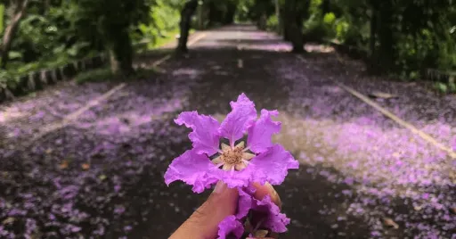 image for article Have You Seen This ‘Purple Road’ in Sorsogon?