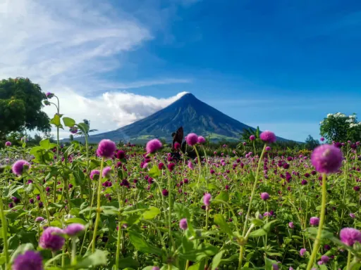 image for article Cagsawa Ruins Bloom with Flowers Amidst COVID-19