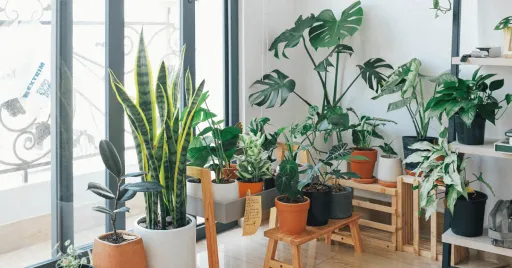 image for article Plant Parenthood: 8 Signs You Should Get a Quarantine Houseplant