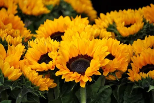 image for article Sunflowers Are Blooming in This Beautiful Farm in Albay & Netizens Are in Love!