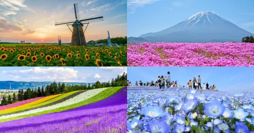 image for article More Than Cherry Blossoms: 7 Japan Flower Parks You’ll Fall in Love With!