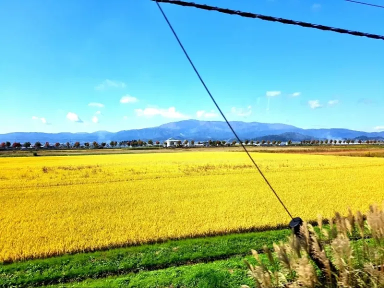 views of yellow rice fields from 