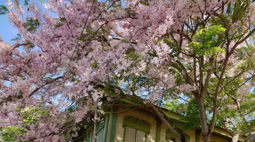 image for article Cherry Blossoms in the Philippines: Where to Find Them, and More!