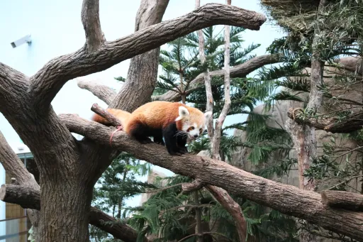 image for article Paano Binago ng Singapore Nature Parks ang Tingin Ko sa mga Zoos