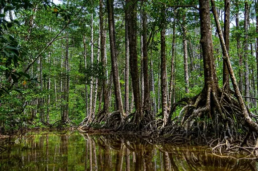 image for article Philippine Forests are Dying, Too — Here’s What True Travellers Need To Know