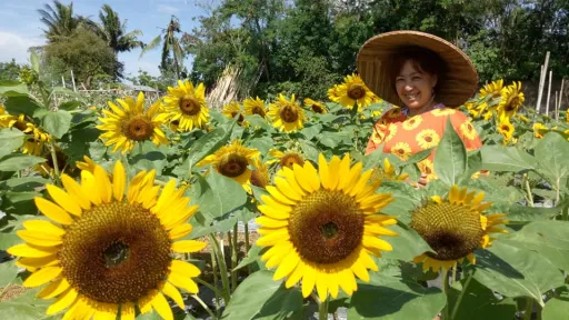 image for article You CAN’T Miss This Blooming Sunflower Field in Candelaria, Quezon