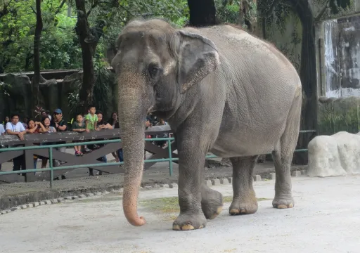 image for article Manila Zoo Temporarily Closed to Make Way for Manila Bay Rehabilitation