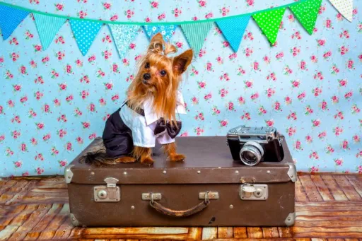 image for article These 10 Instagram Dogs are our #TravelGoals