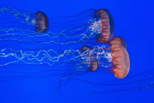 image for article First Aid Must-Knows: What To Do When a Jellyfish Stings