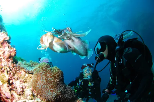 image for article 9 Best Diving Spots in the Philippines for your Aquaventures