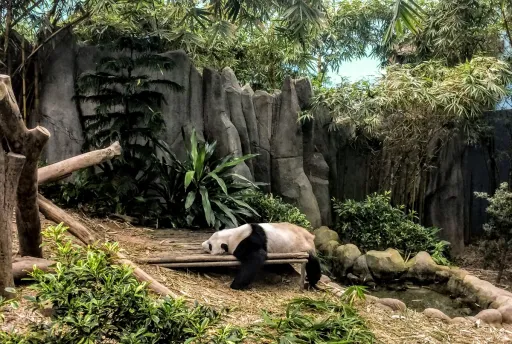 image for article How Singapore’s Wildlife Parks Are Changing The Way We Think About Zoos