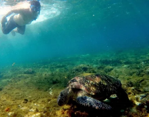image for article Apo Island: A Road Trip and Activity Guide