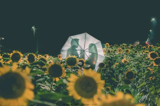 image for article 10 Sunflower Photos We Love at UP Diliman’s Graduation Season