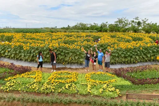 image for article The First Ever Sunflower Maze in the Philippines