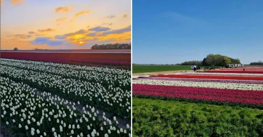 image for article Nine Million Tulips: A 'Wicked' Travel Experience Awaits