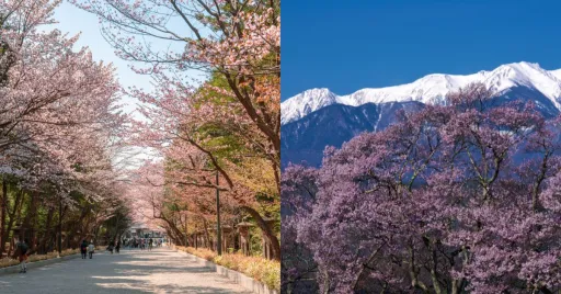 image for article Japan Cherry Blossom Forecast 2025: When and Where to See Sakura