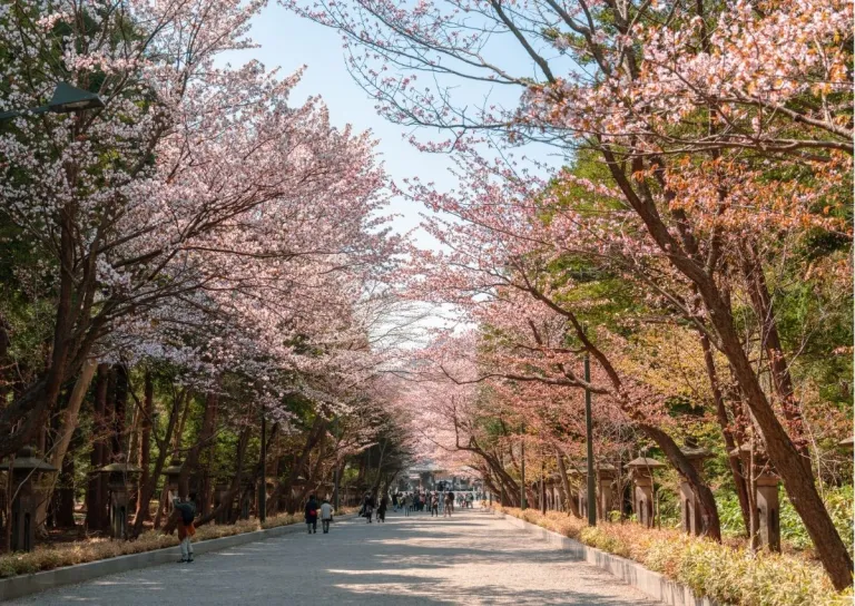 japan cherry blossom forecast 2025