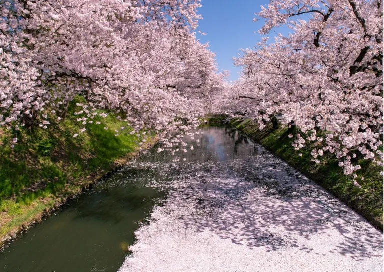 japan cherry blossom forecast 2025