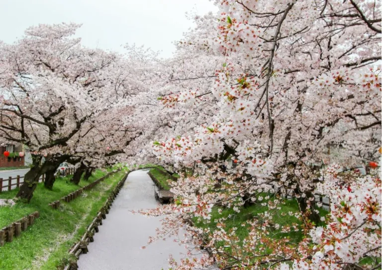 japan cherry blossom forecast 2025