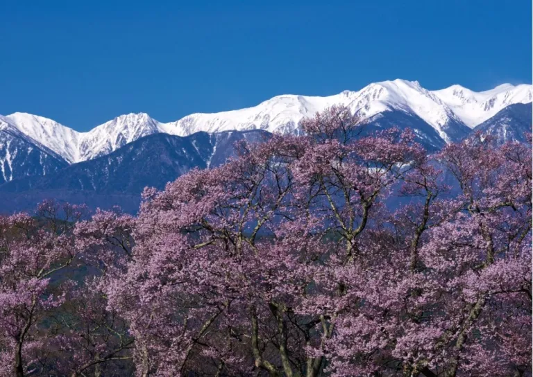 japan cherry blossom forecast 2025