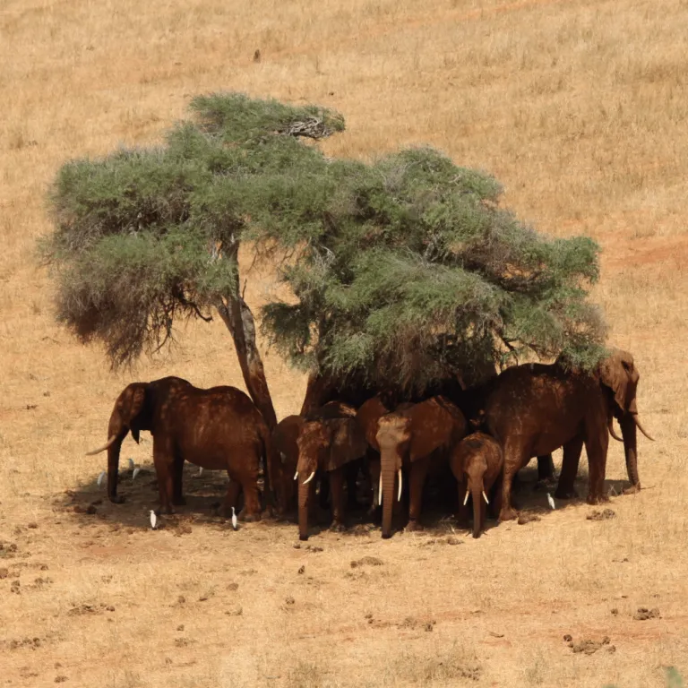 elephants under a tree in safari