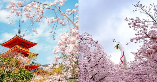 image for article The Best Places to See Cherry Blossoms in Japan: Osaka, Tokyo, and Kyoto