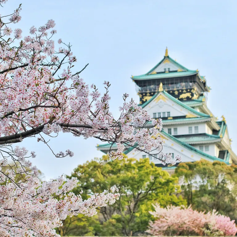 osaka castle surrounded by cherry trees