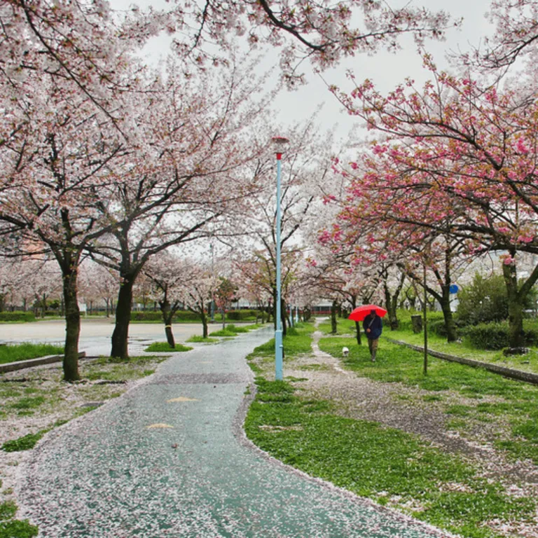 kema sakuranomiya park with cherry blossoms