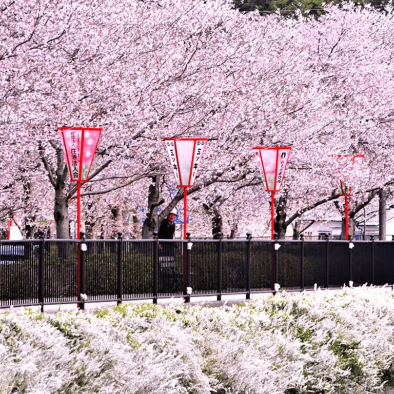 ueno park surrounded by cherry blossoms