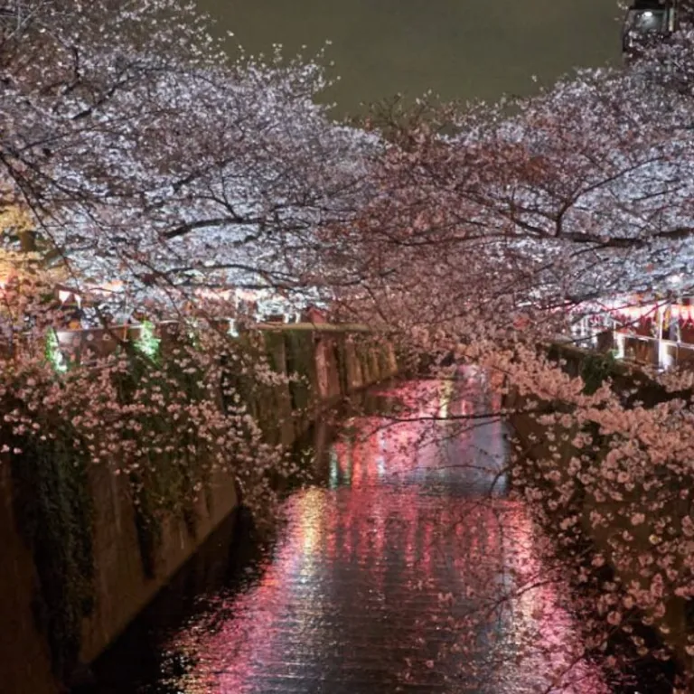 nakameguro with cherry blossoms