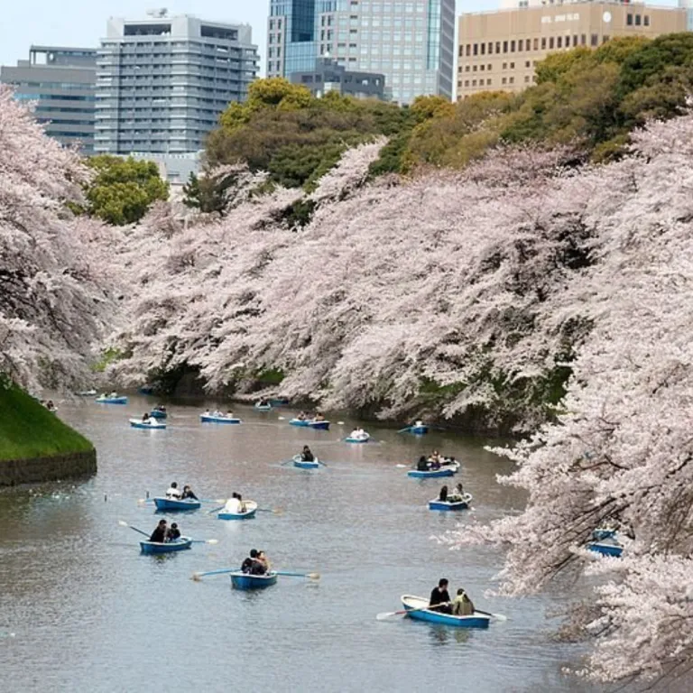 chidorigafuchi with boat on river and cherry blossoms on the side