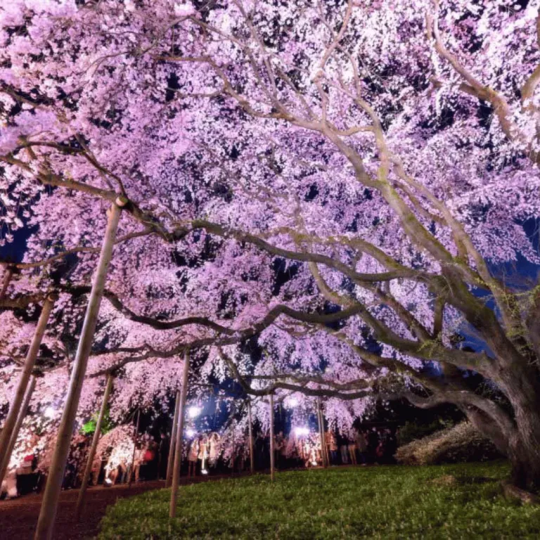 rikugien gardens at night with cherry blossoms