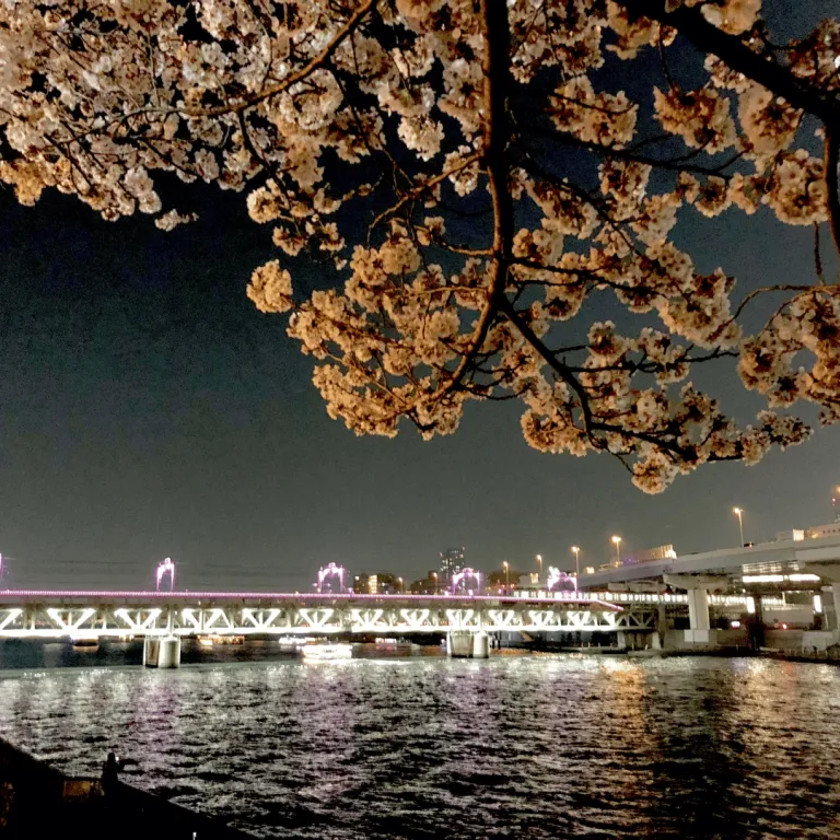 sumida river with cherry blossoms on the side