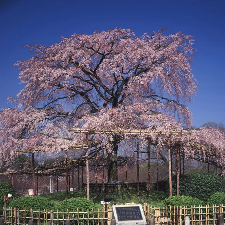 maruyama park in kyoto with cherry blossoms