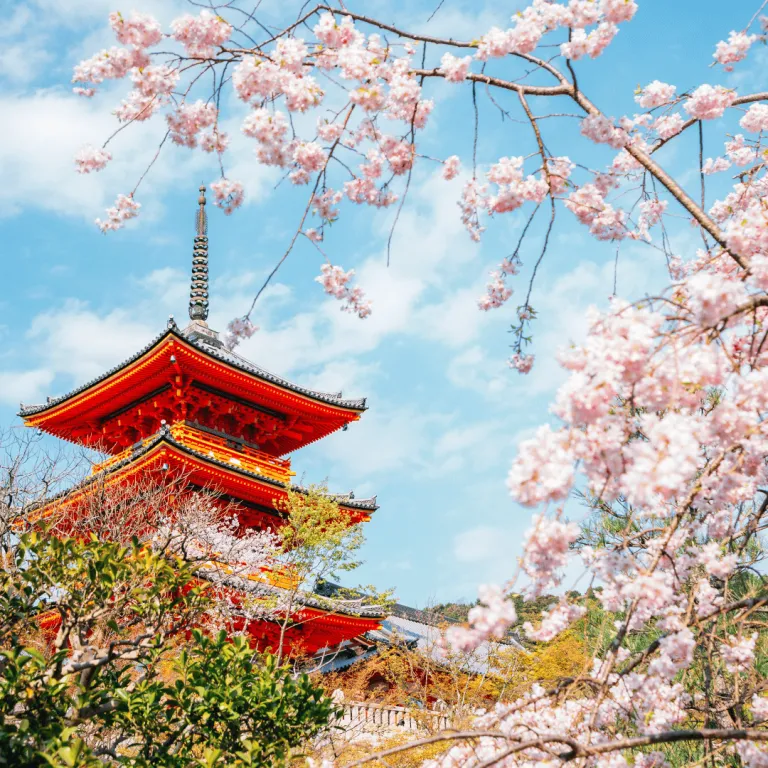 kiyomizu dera temple with cherry blossoms