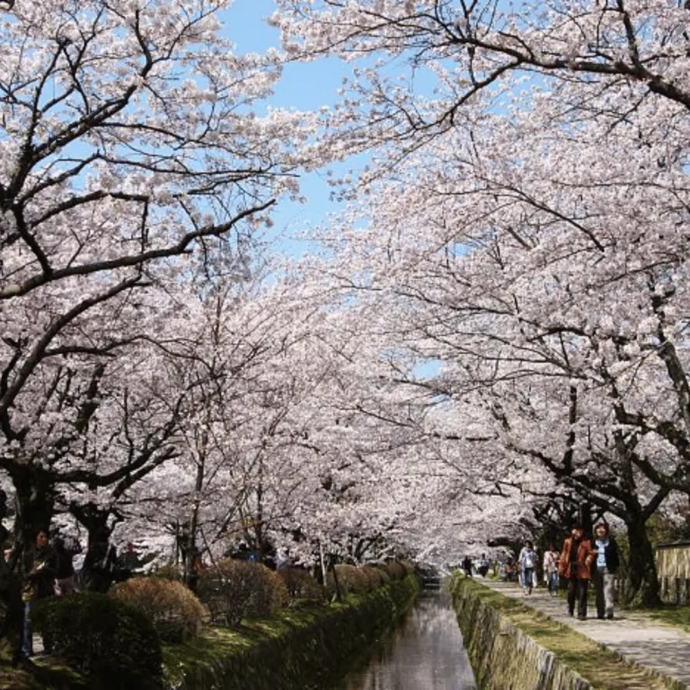 philosopher&#039;s path with cherry blossoms