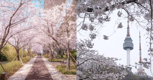 image for article Where to See Cherry Blossoms in South Korea: Top Destinations for Filipino Tourists