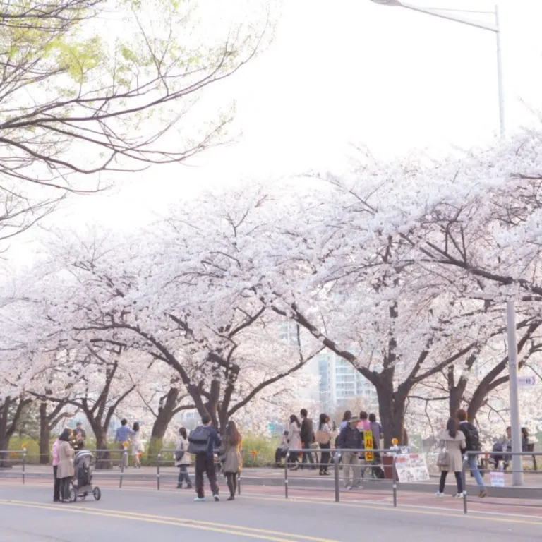 yeouido spring flower festival