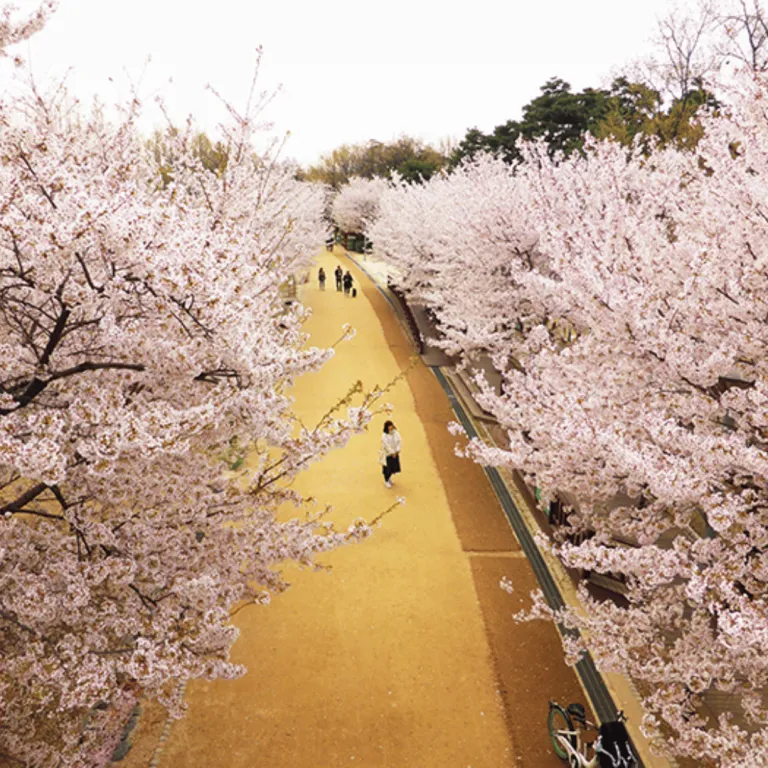 seoul forest cherry blossoms