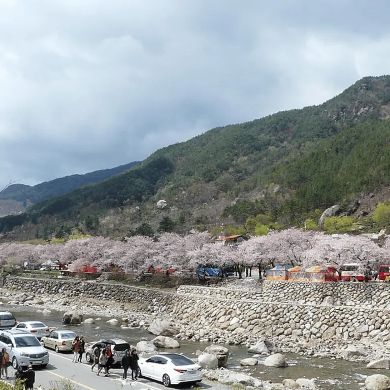 hwagae cherry blossoms road