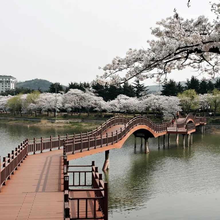 gyeongju golden city cherry blossoms