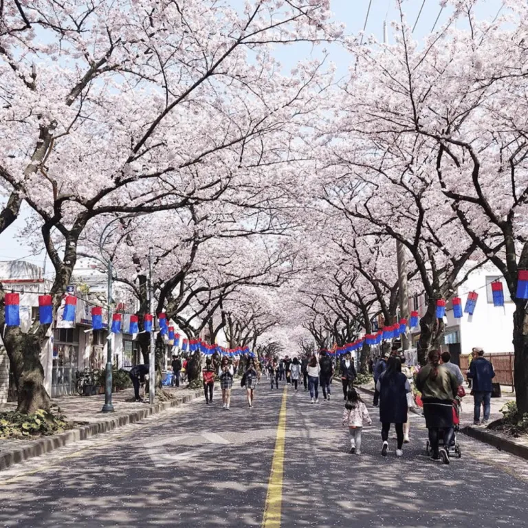 jeju island cherry blossoms