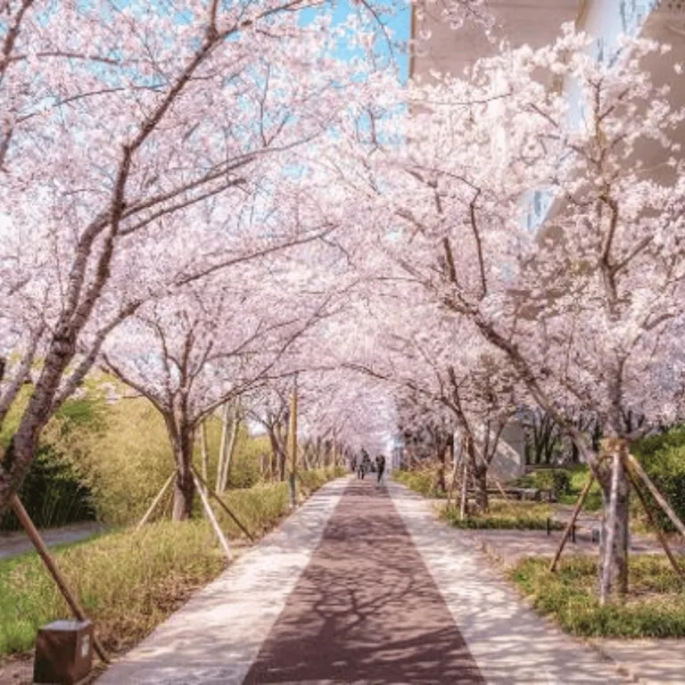 busan&#039;s oncheon stream park with cherry blossom trees