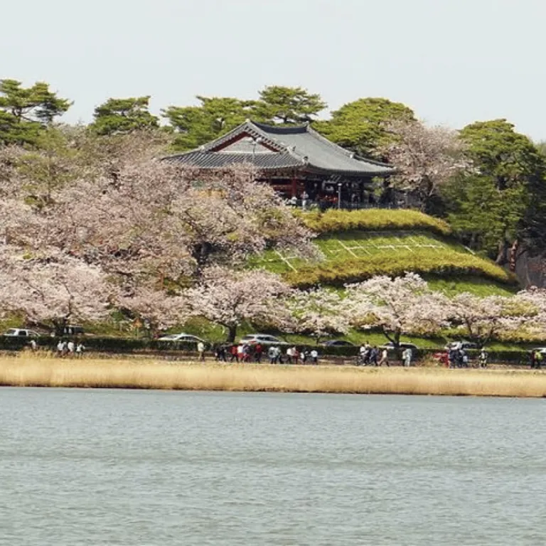 gyeongpo cherry blossoms festival