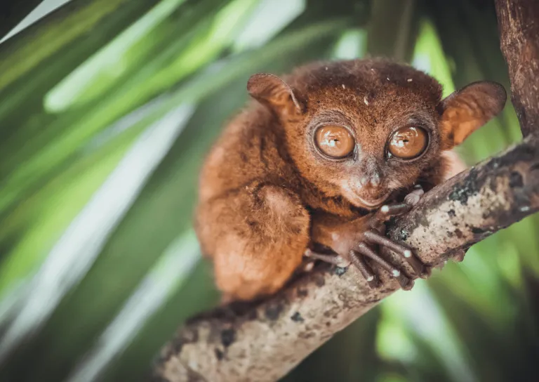 tarsier in bohol